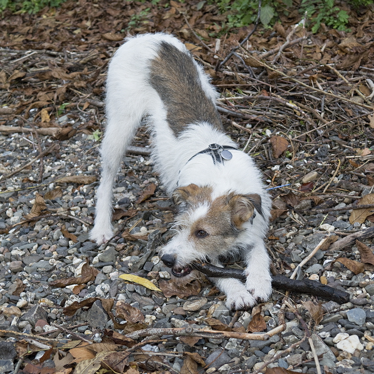 001 Felix SAM_4731 Kopie.jpg